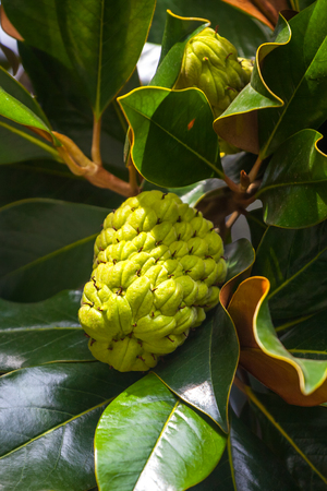 The Magnolia tree exhibits seed pods, flora.の写真素材