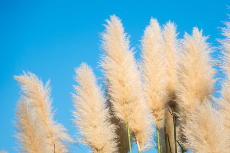 Fluffy spikelets of pampas grass against the blue sky background.の写真素材