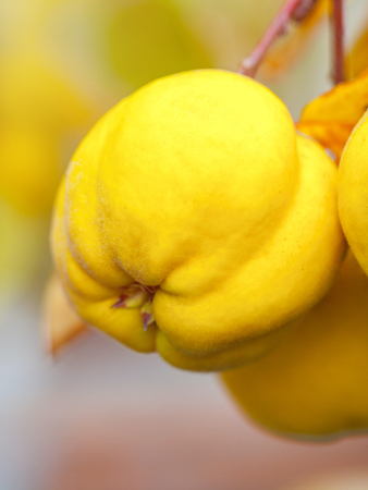 Branch of tree with ripe fruit of quince and leaves.の写真素材