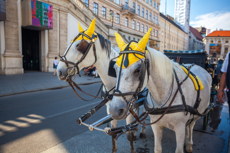 Horses and carriage tradition, Vienna, Austria.の写真素材
