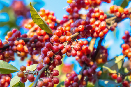 ripe berries on a tree in autumn.