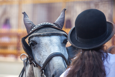 Detail of harnessed dappled horse's head, Vienna, Austria.の写真素材