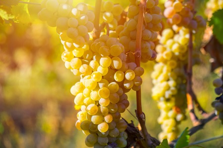 golden ripe grapes of Rkatsiteli in a vineyard before harvest, Kakheti, Georgia.の写真素材