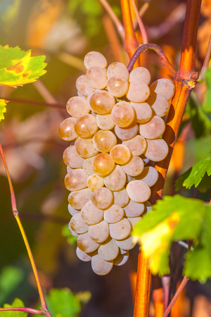 golden ripe grapes of Rkatsiteli in a vineyard before harvest, Kakheti, Georgia.の写真素材