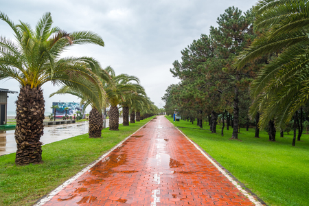 The beautiful seaside Park in the center of Batumi, rainy day.の写真素材
