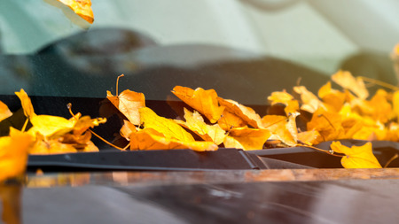 Fallen yellow leaves on the glass and the hood of the black car in the autumn.の写真素材