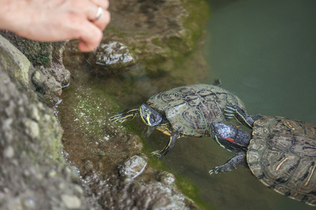 Turtles in Milans Sempione Park, animals, fauna.の写真素材