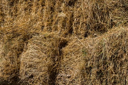 Fresh straw hay bales on the trailer, food for cattle