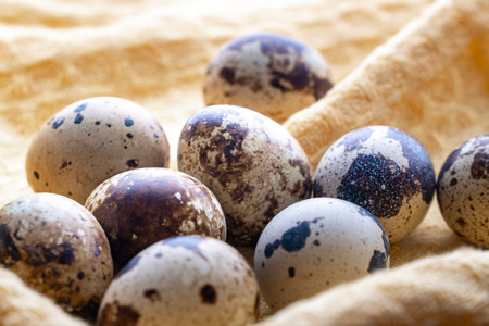 Small quail eggs on the cloth, eco productの写真素材