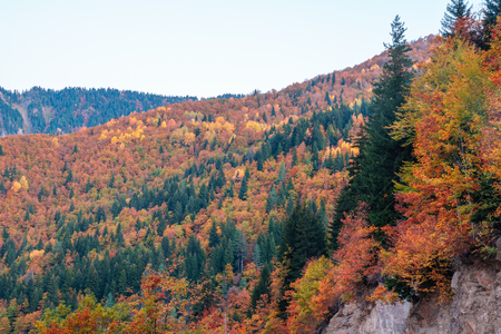 colorful trees in the mountains of Svaneti in the fall. Beautiful autumn landscapeの写真素材