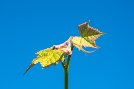 Young sprout of grapes against blue sky. Vineyard buds in spring. Georgiaの写真素材