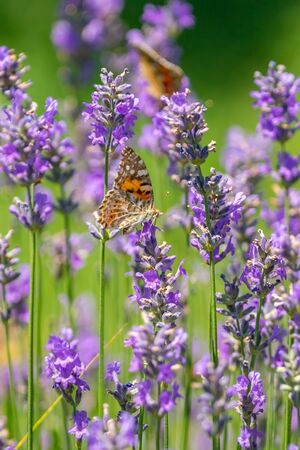 Butterfly on purple lavender flowers, lavender field closeup. Natureの写真素材