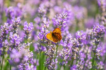 Butterfly on purple lavender flowers, lavender field closeup. Natureの写真素材