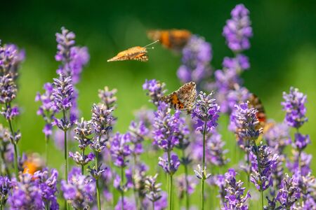 Butterfly on purple lavender flowers, lavender field closeup. Natureの写真素材