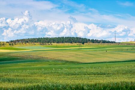 Wheat field, landscape of agricultural grain crops. Georgiaの写真素材
