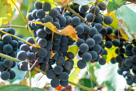 Large bunch of grapes Isabella hang from a vine, Close Up of red wine grapes. Fruit.
