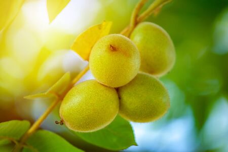 Green nuts on a tree. A lot of nuts on a tree, nature.の写真素材