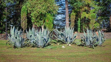 Agave plant in the Zugdidi park of Dadiani. Georgia. Landscape designの写真素材