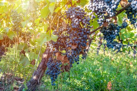 Ripe grapes of Saperavi in a vineyard before harvest, Kakheti, Georgia. Fruit.の写真素材