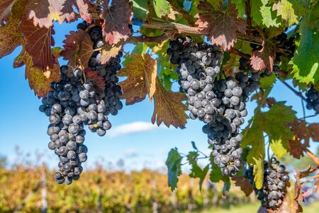 Ripe grapes of Saperavi in a vineyard before harvest, Kakheti, Georgia. Fruit.