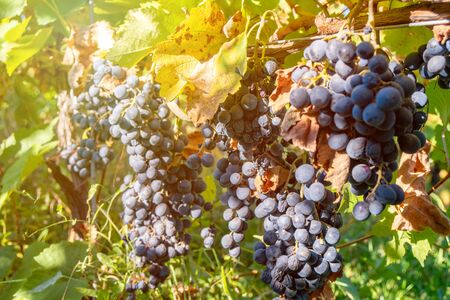 Ripe grapes of Saperavi in a vineyard before harvest, Kakheti, Georgia. Fruit.の写真素材