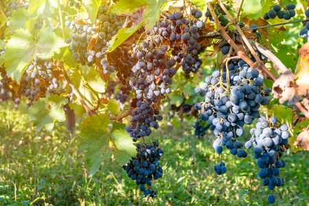 Ripe grapes of Saperavi in a vineyard before harvest, Kakheti, Georgia. Fruit.の写真素材