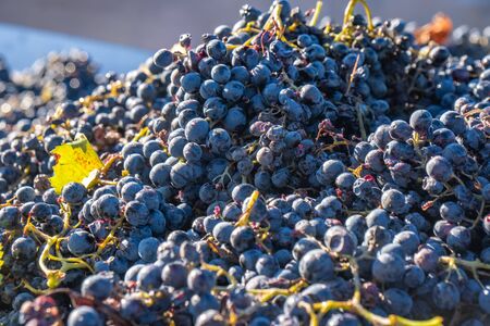 Harvested grapes being dropped inside a tractor trailer during harvest in Kakheti region, Georgia....