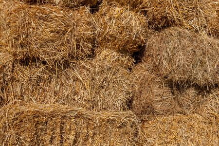 Fresh straw hay bales, food for cattle. Agriculture.の写真素材