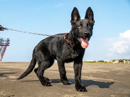 Portrait of Black German shepherd on black sand beach. Animal.の写真素材