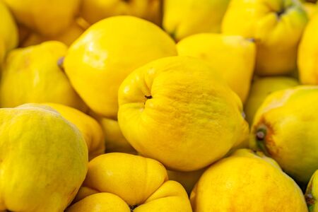 Bunch of yellow quinces fruits for sale in a market. Fruit.