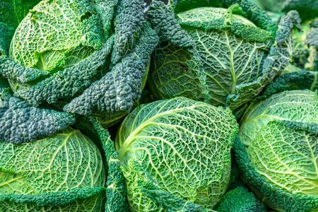 Fresh green savoy cabbages in a market. Vegetable.の写真素材