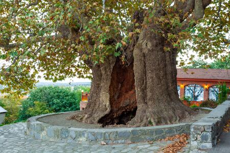 The oldest plane tree located in Kakheti region, Georgia. Telavi's sycamore.の写真素材