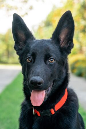 Portrait of Black German shepherd on green grass. Animal.の写真素材