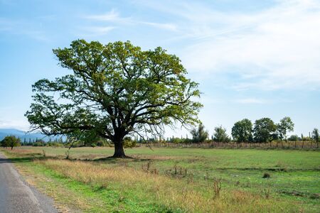 Old high tree at the side of the road. Kakheti, Georgia. Nature.の写真素材