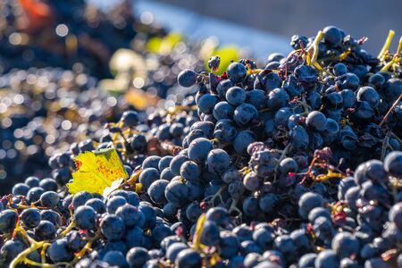 Harvested grapes being dropped inside a tractor trailer during harvest in Kakheti region, Georgia. Agriculture.の写真素材
