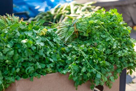 Fresh green coriander in the Georgian street market. Vegetableの写真素材