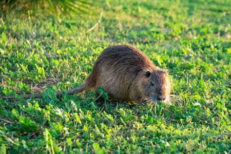 Coypu water rat in green grass. Animal. Wildlife.の写真素材