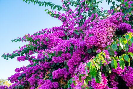 Blooming bougainvillea flowers background. Bright pink magenta bougainvillea flowers as a floral background. Flora.の写真素材