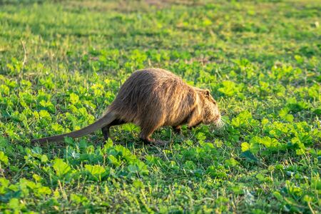 Coypu water rat in green grass. Animal. Wildlife.の写真素材