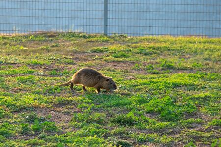Coypu water rat in green grass. Animal. Wildlife.の写真素材