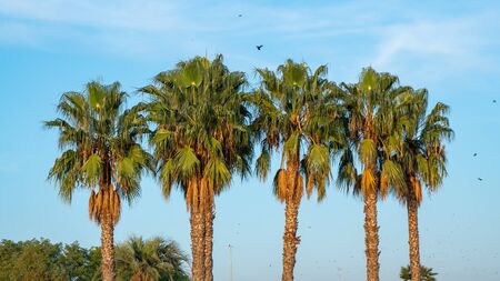 palm trees with an overcast blue sky in the background. Nature.の写真素材