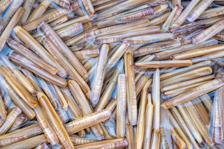 Razor clam shells in the street market. Food.の写真素材