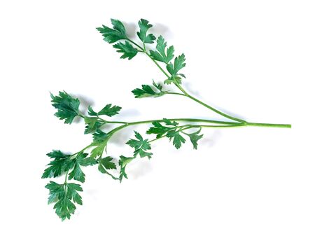 Fresh parsley isolated on a white background, fresh vegetable.の写真素材
