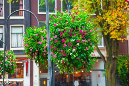 Amsterdam canal bridge railing decorated with a bush of beautiful ornamental flowering plants. Nature.の写真素材