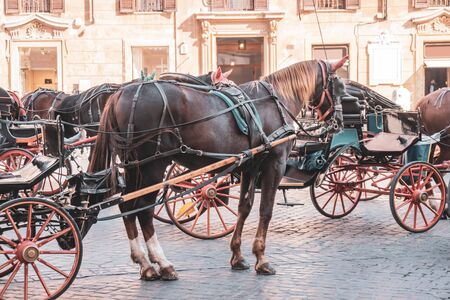 Horse carriage waits for tourists in historical center of Rome. Italy.の写真素材