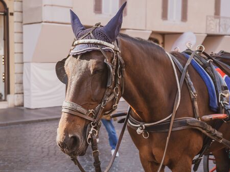 Horse carriage waits for tourists in historical center of Rome. Italy.の写真素材