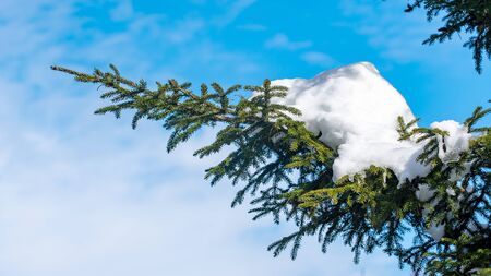 Snow covered fir branches against blue sky, winter landscapeの写真素材