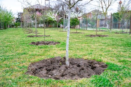 Newly planted trees in a row. Agriculture, Natureの写真素材