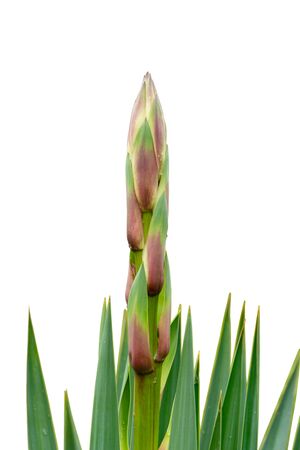 Isolated succulent plant in bloom on white background. Plantの写真素材