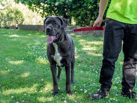 Big young cane corso playing in the grass with owner, animal